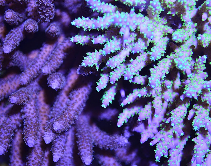 korallien paras valaistus