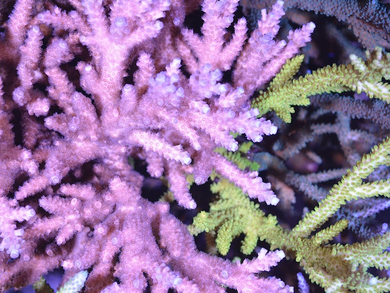 สุดยอดพิพิธภัณฑ์สัตว์น้ำแนวปะการังหลอดไฟ LED 2020