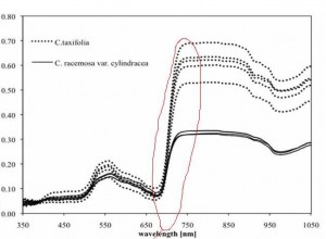 Caulerpa spectrum