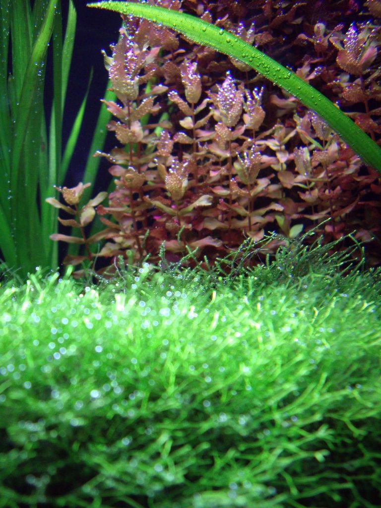 beplant aquarium