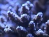 karang-akuarium-pencahayaan