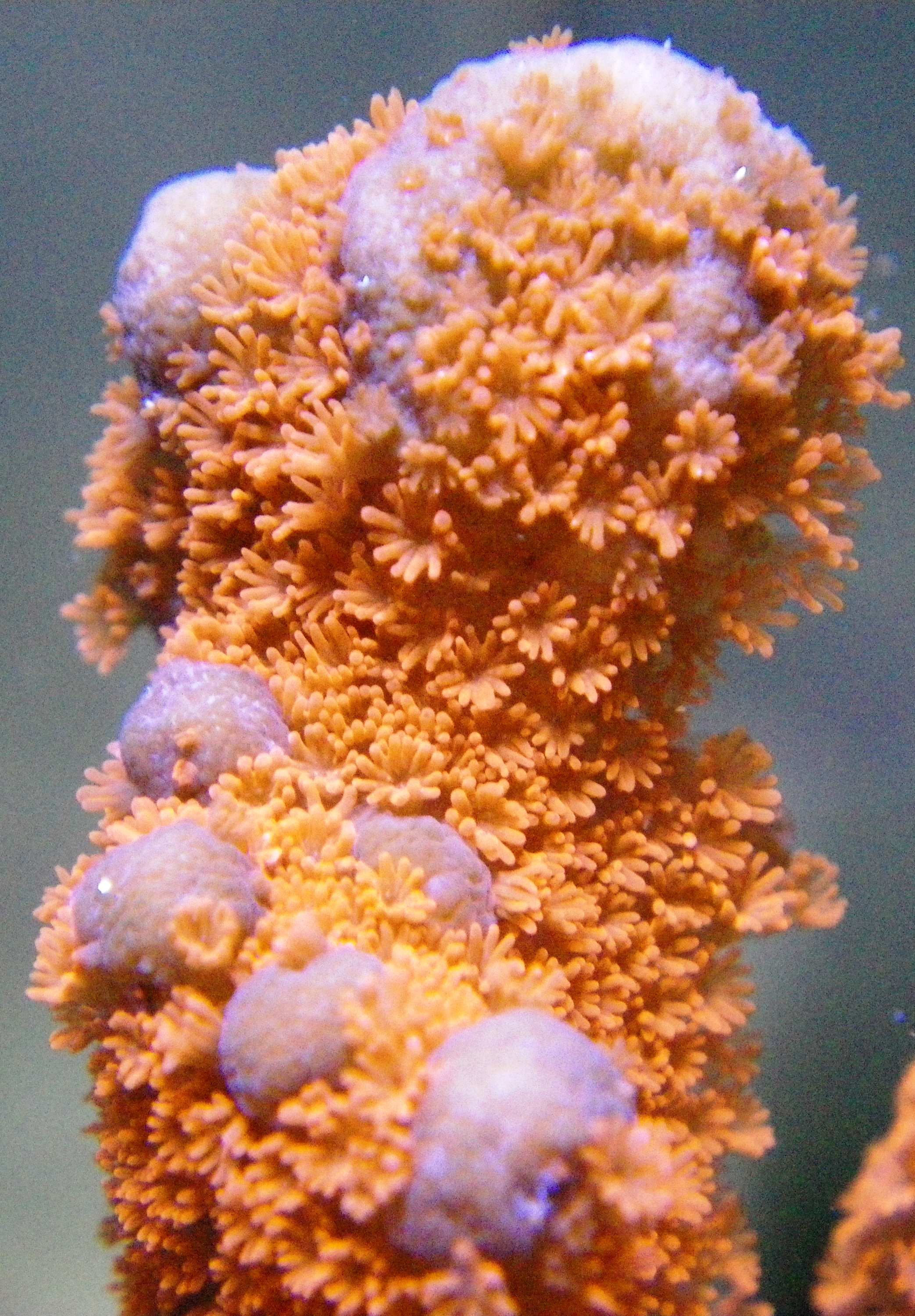 orphek accelerating coralli accelerazione crescita crecimiento sps corallo coralino acelerar lps corales