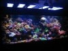 LED礁水族馆