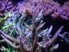 הוביל-SPS-אלמוגים