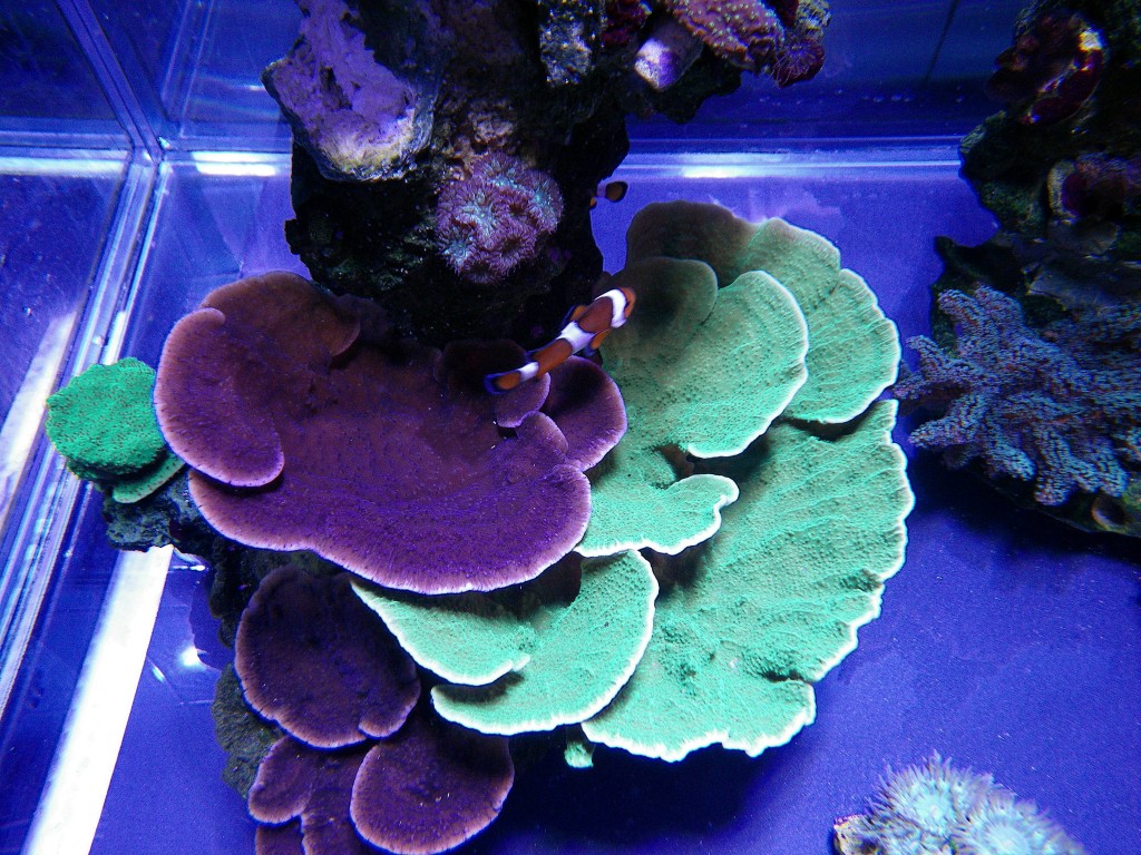 corals under PR72 led lighting