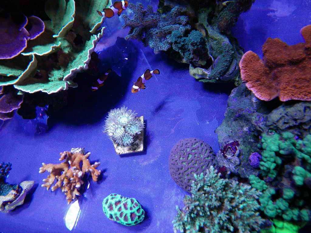 koralen onder orphek PR72 leds