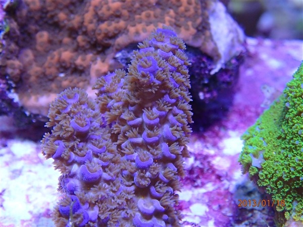 SPS Corlas under pr72 reef aquarium led lighting