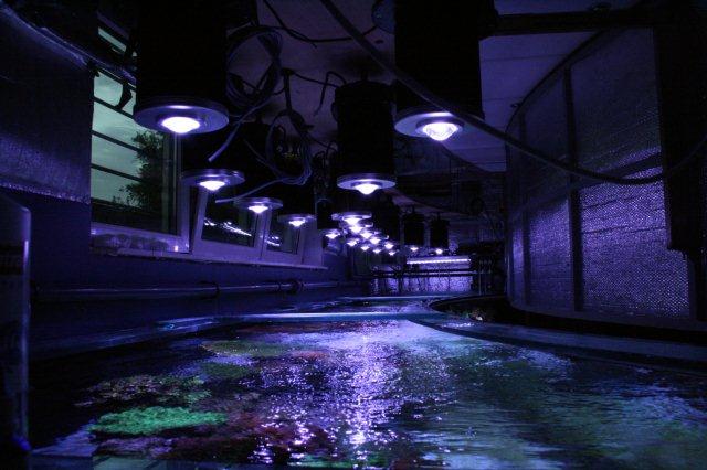 ПОЧЕМУ DIF100 светодиодное освещение лучшее освещение для общественных и больших аквариумов HOME