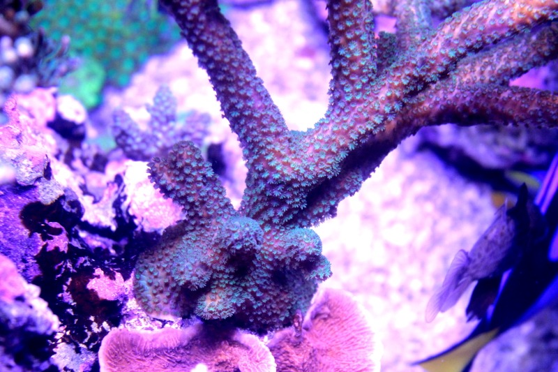 Coral with Atlantik LED