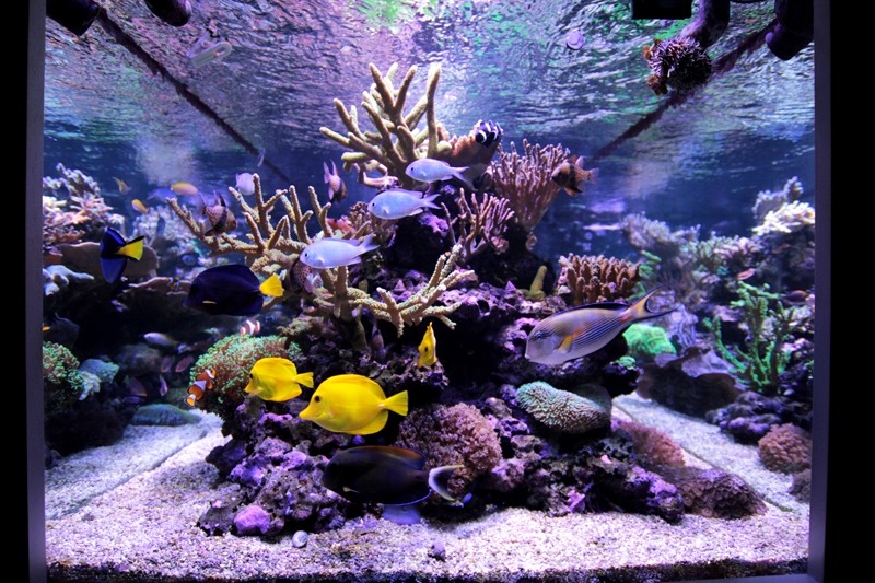 ILLUMINAZIONE ACQUARIO: Led, HQI, Neon, Fotoperiodo, Lumen, Temperatura di  colore, IRC RA ~ Aquascaping Lab