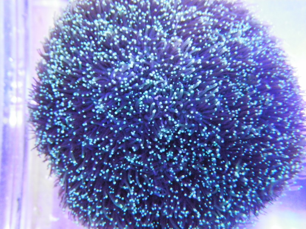 Galaxea Coral ontwikkel uitstekende poliep uitbreiding