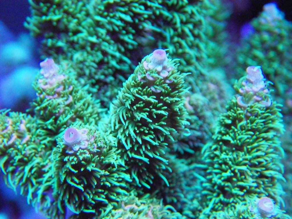 Bird’s Nest Coral shows exaggerated polyp expansion