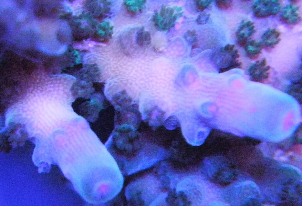 מטבעות Acropora מראות צמיחה הרבה יותר כמו בתמונה למעלה שלד מהירה.