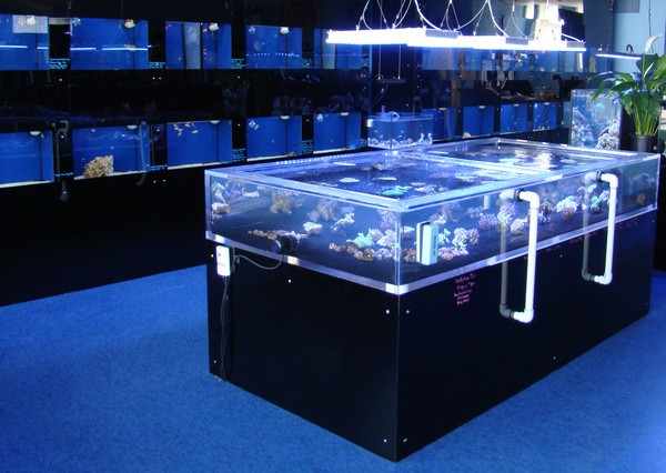 HOW TO ACCLIMATE YOUR CORALS TO LED LIGHTING Orphek