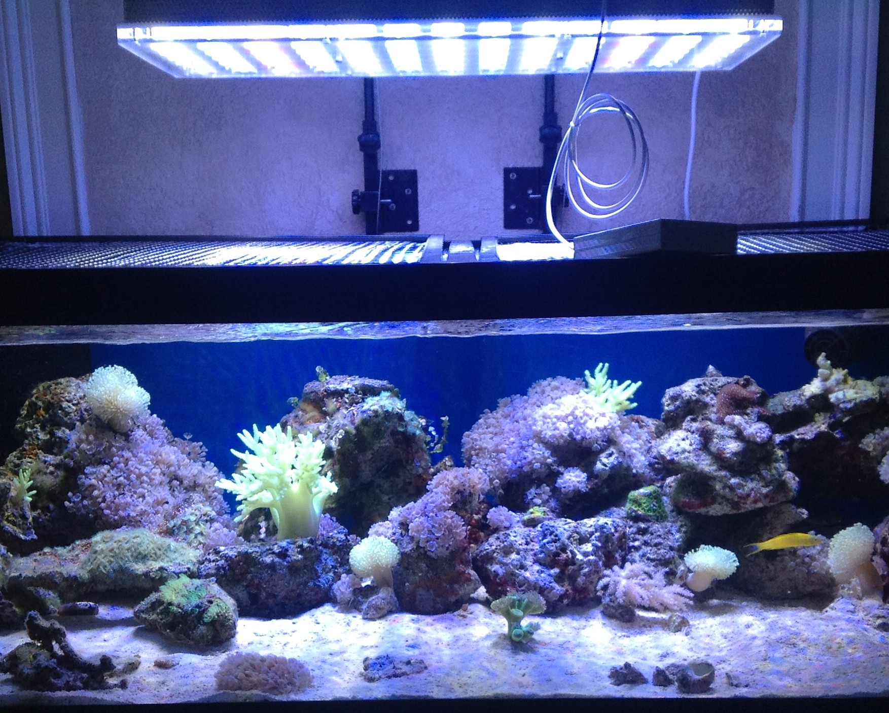 thumbnail image 2 of PopBloom 48" 4FT Marine LED Aquarium Reef Light – Full Spectrum, WiFi App Control – 2 Pack 2 of 3