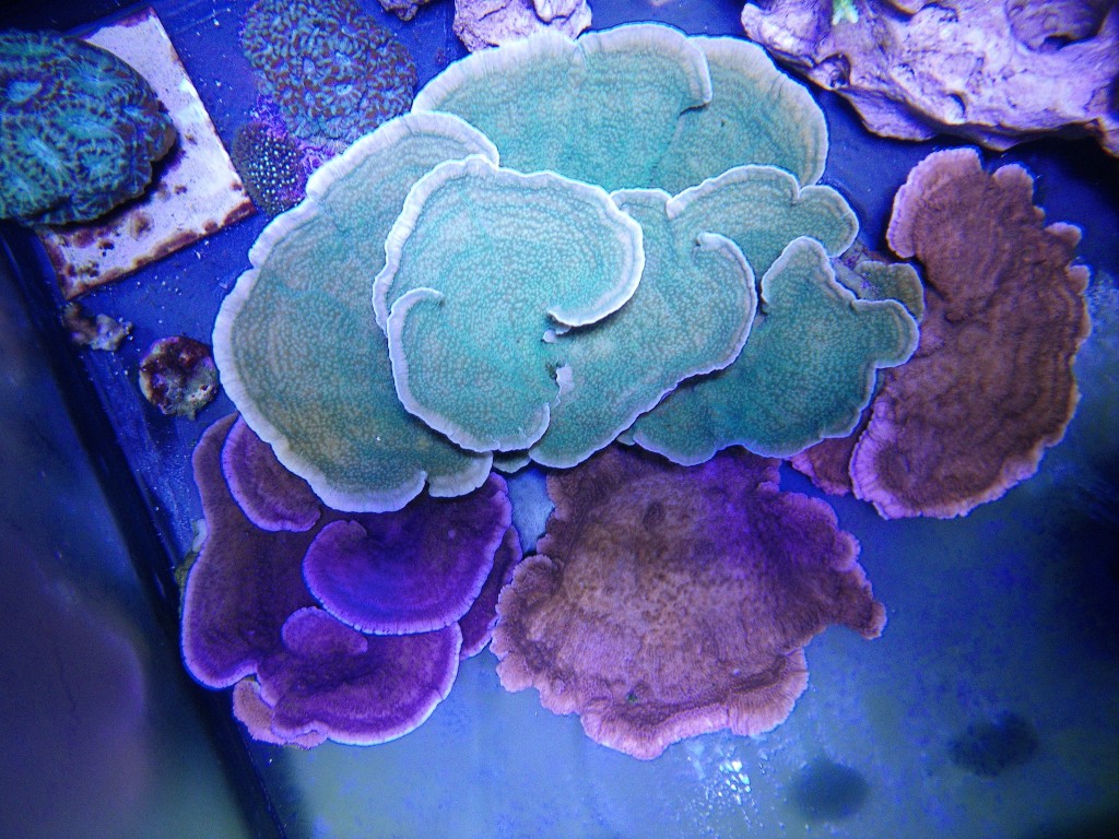 蔷薇珊瑚鬣