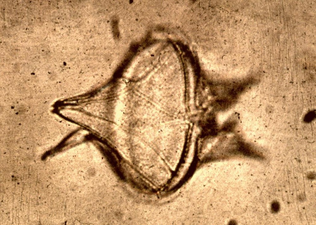 Planteplankton
