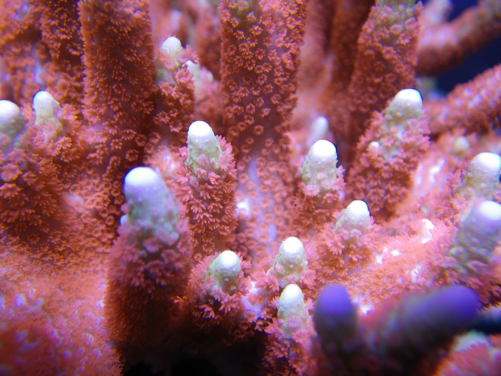 rapid coral growth