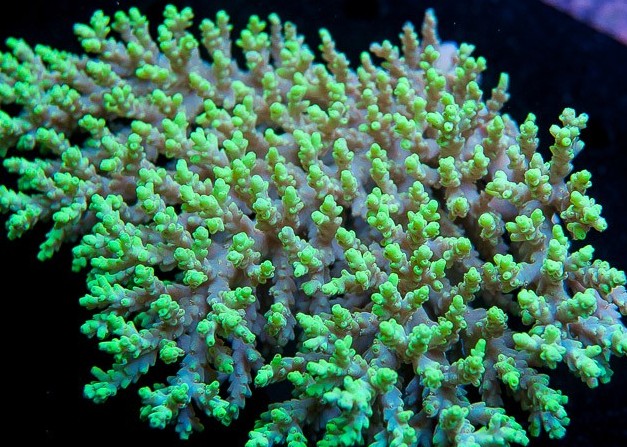 Acropora aculeus • Orphek