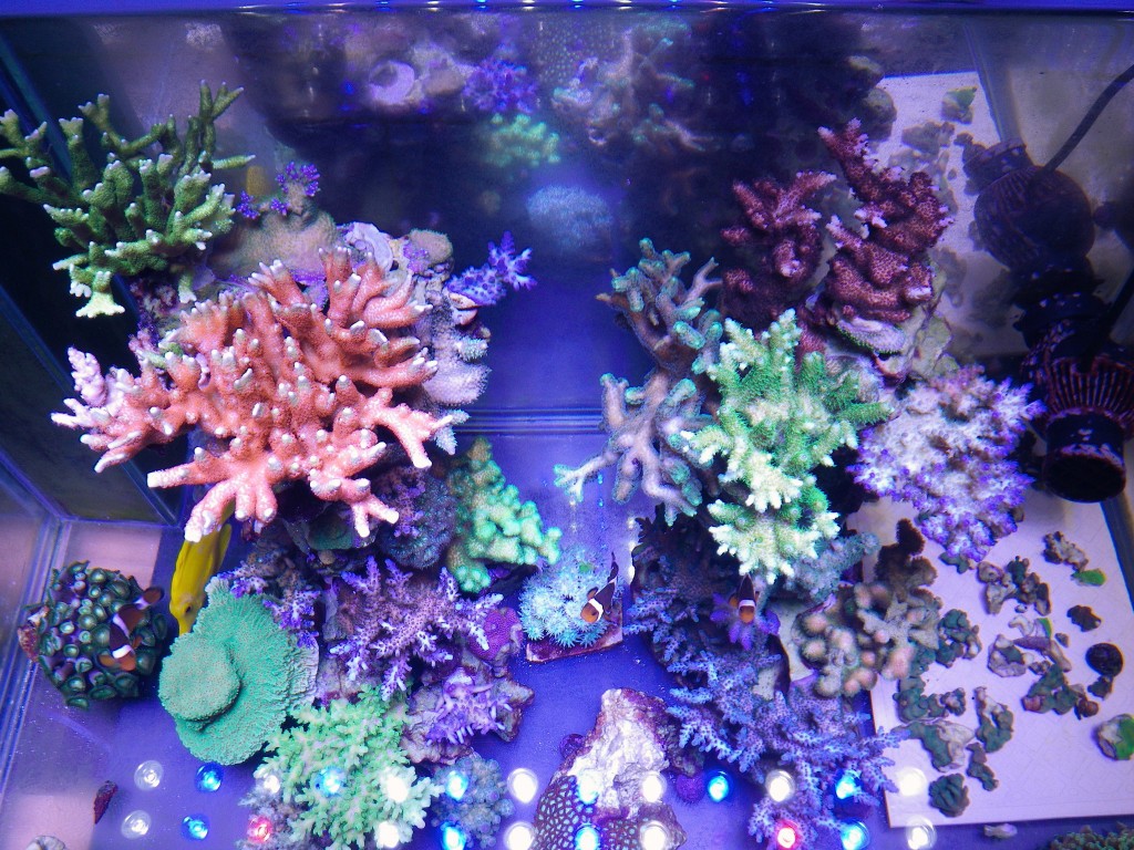 color coral