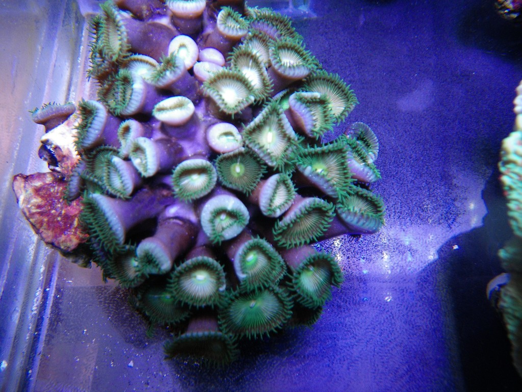 Coral feeding