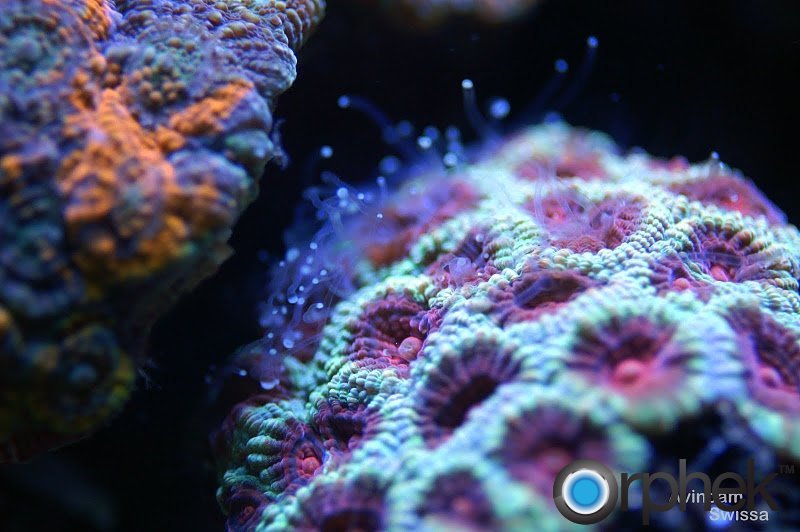Coral feeding