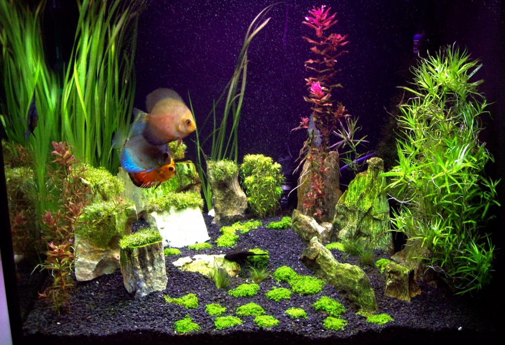 FRESHWATER PLANTED TANKS