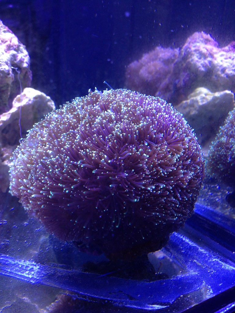 GALAXY CORAL