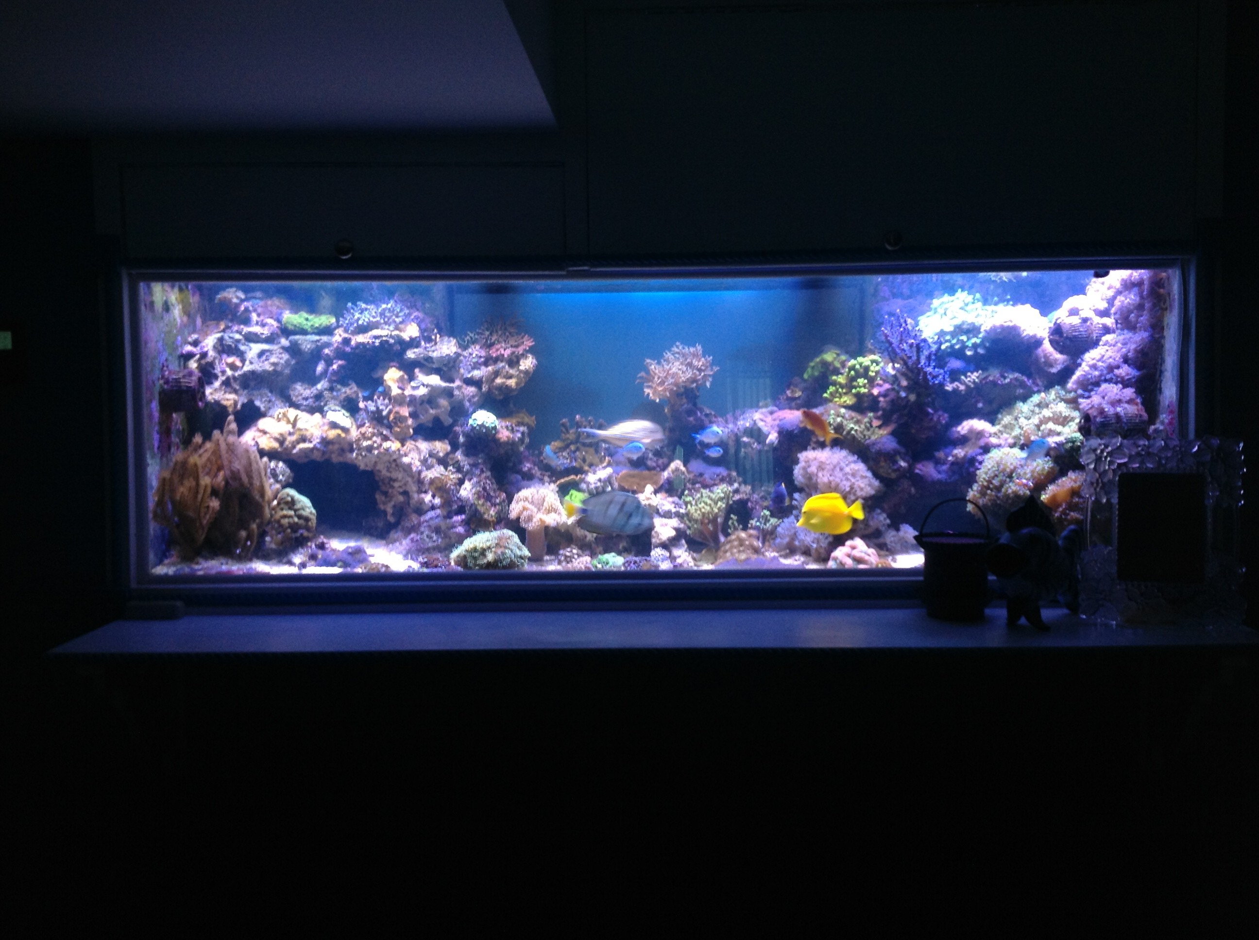 Recensione LED Orphek - Illuminazione LED per acquari • Illuminazione LED  per acquari Orphek Reef