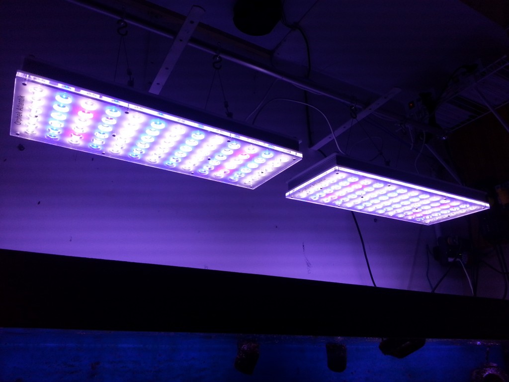 ORPHEK Atlantik LEDs is spesifiek ontwerp vir die groei van koraal