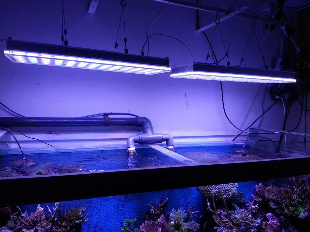 aquarium gelei verligting