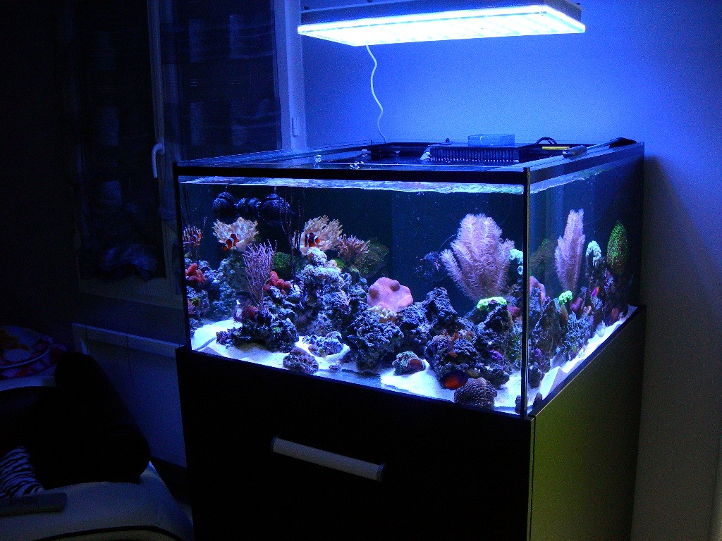 El mejor acuario de iluminación LED de agua salada / agua dulce