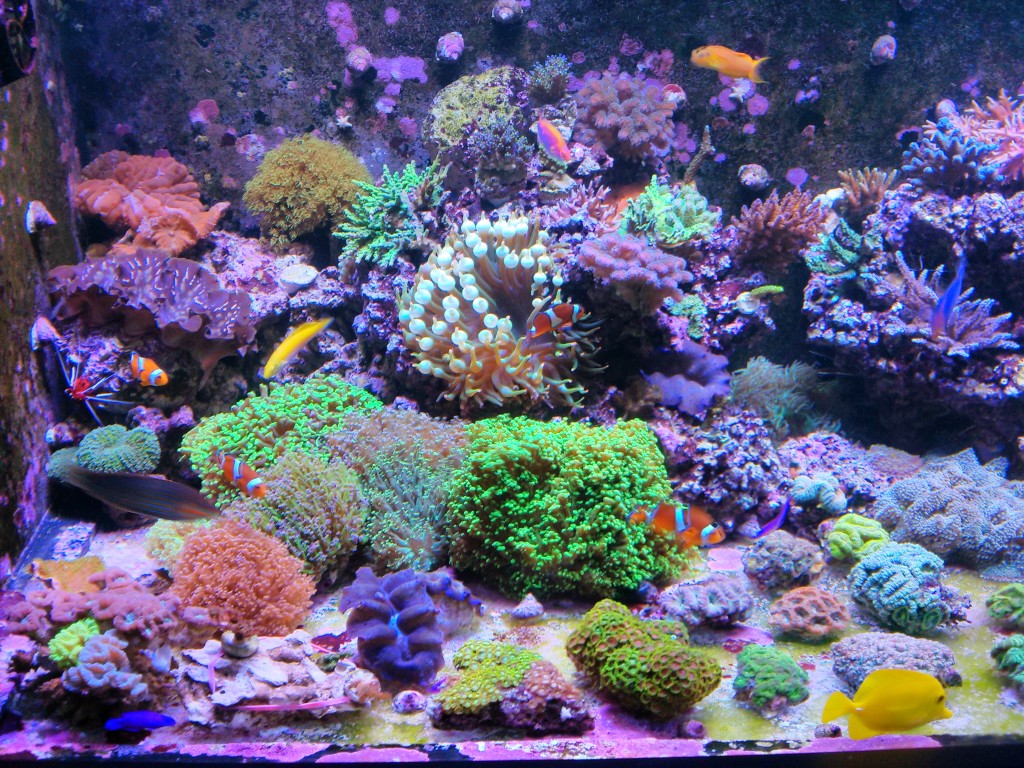 recife de Moshe com orphek LED Atlantik