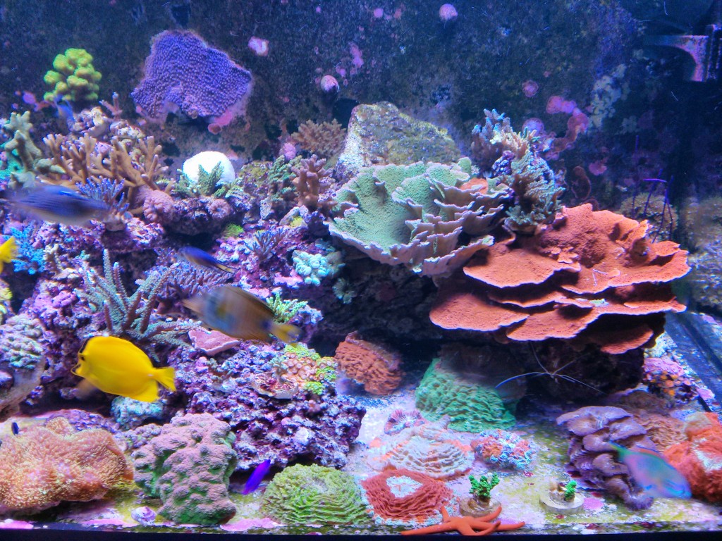 CORAL GROWTH OVER A FOUR YEAR SPAN •Orphek