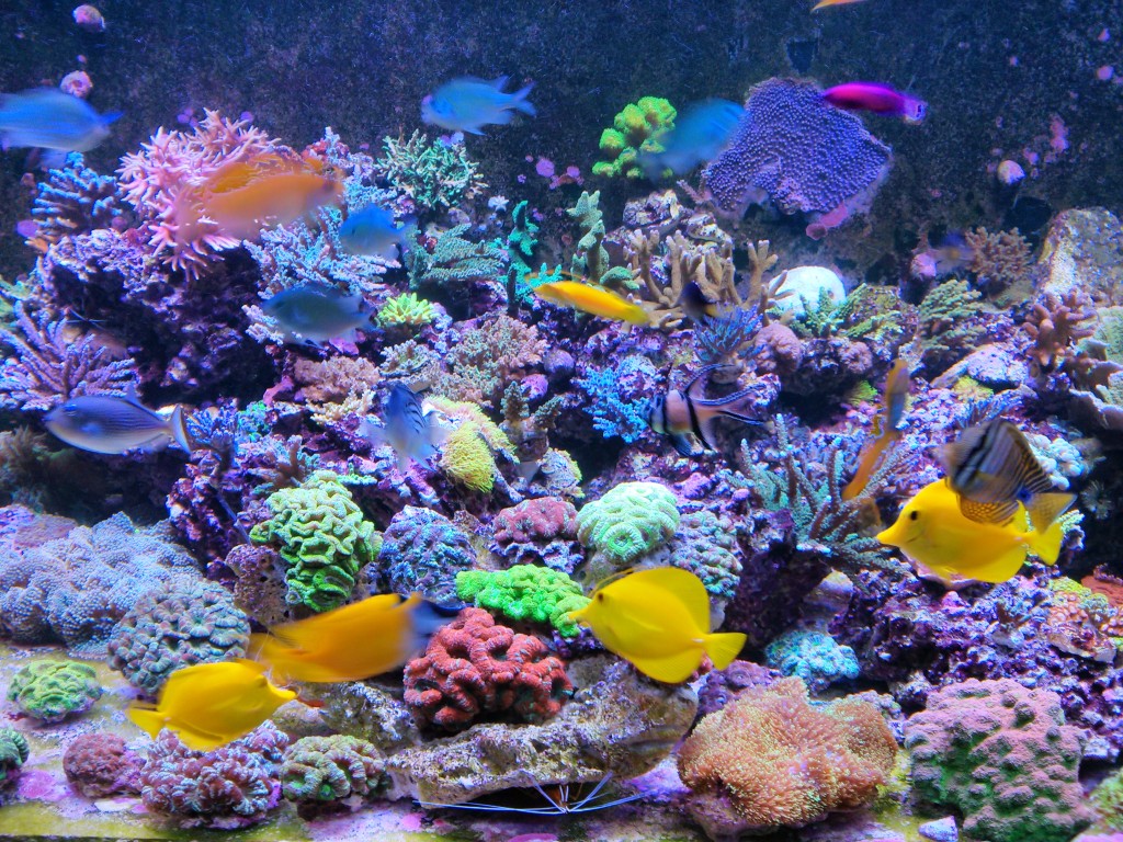 Moshe's reef with orphek Atlantik LED lighting
