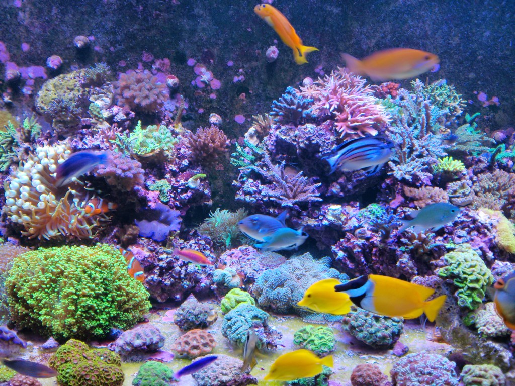 TIME TESTET ORPHEK LED Nedhengt BEVISER SPEKTAKULÆRT korallvekst over en fire års SPAN