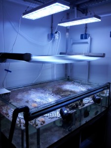 Lampu LED Orphek digunakake kanggo riset ilmiah