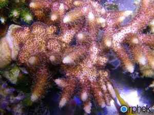 مرجان Acropora millepora پس از صورتی