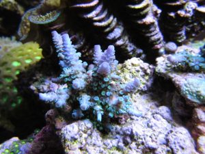 Coral 1 sawise 5_7_2013 Ing Orphek Atlantik