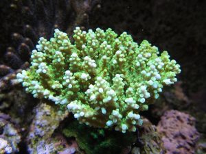 Coral 3 После 05_07_2013 Под Orphek Атлантик светодиодные