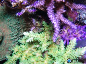 サンゴが成長しているかどうかを確認する方法