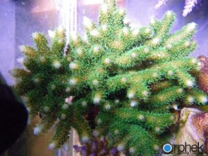 acropora millepora green