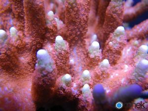 montipora digitata آتش سوزی جنگل پس از