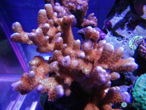 montipora digitata incêndios florestais antes da sua