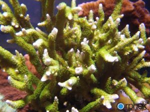 montipora digitata سبز پس از