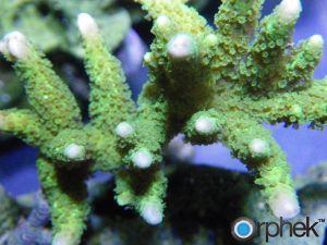 montipora digitata green before