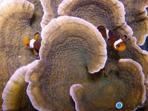 montipora -green- etter