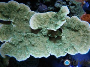 montipora -green- قبل