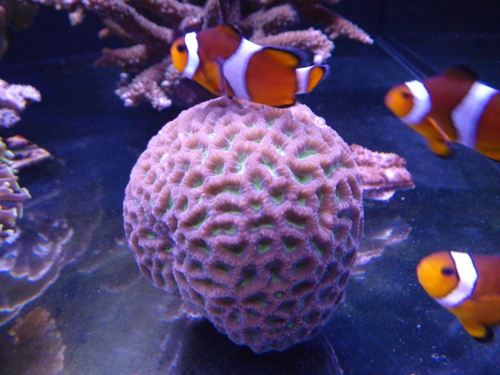 10 ВАЖНЫЕ напоминания о рифовый аквариум перед отъездом в праздник.