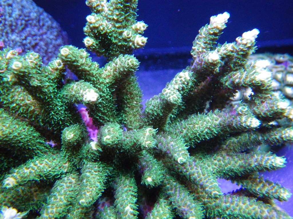 Под риф освещение аквариума